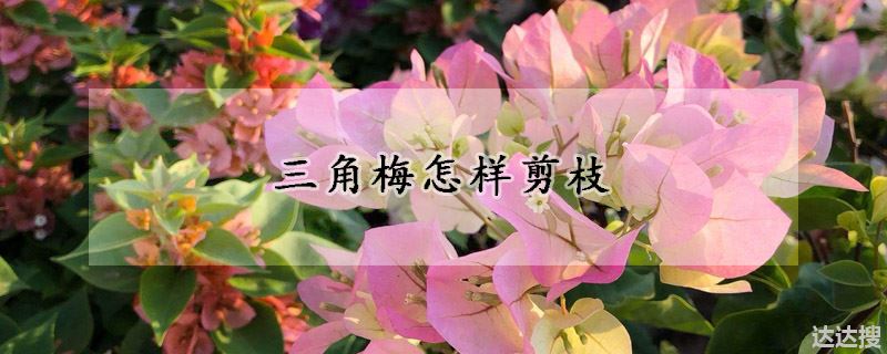 三角梅怎样剪枝