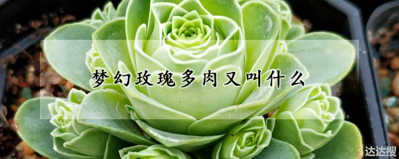 梦幻玫瑰多肉被称为什么（梦幻玫瑰多肉又叫什么）