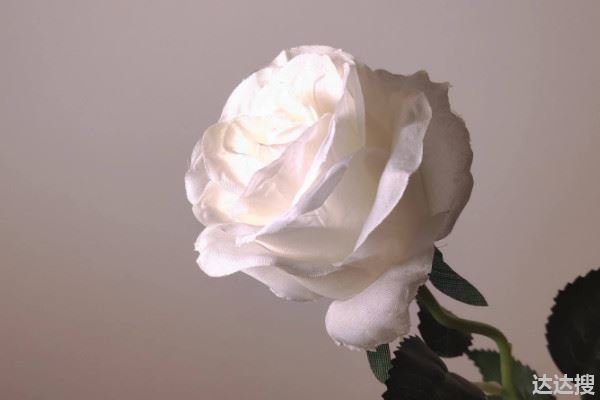 为什么白玫瑰不能随便送人