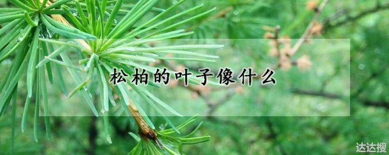 松柏的叶子外形(松柏的叶子像什么)