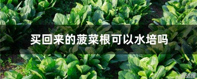 买回来的菠菜根可以水培吗 有几种菜用根就能栽活