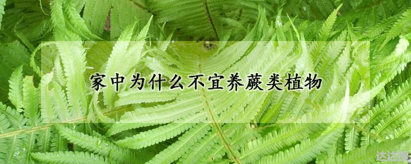 家中不宜养蕨类植物的原因（家中为什么不宜养蕨类植物）