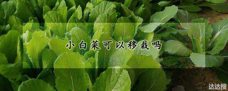 小白菜可以移栽吗