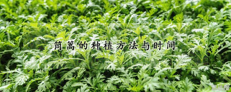 茼蒿如何种植（筒篙的种植方法与时间）