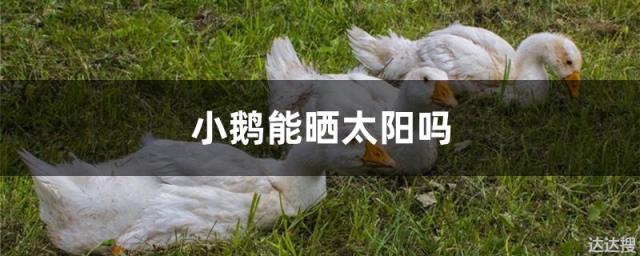 小鹅能晒太阳吗
