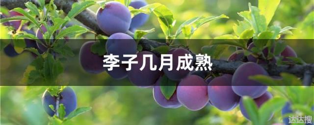 李子几月成熟 桃李子几月份成熟
