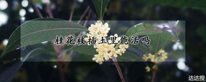 桂花枝插土里能活吗