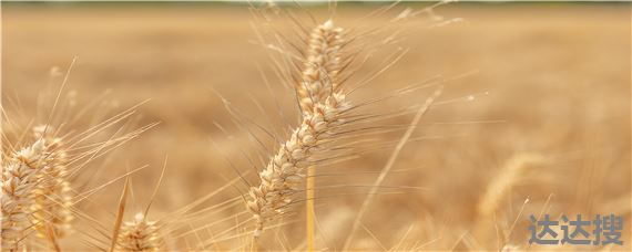 峰川9号小麦品种特性