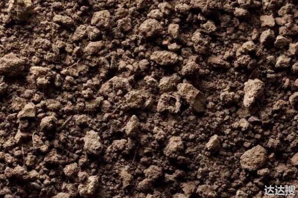 沙质土壤是什么