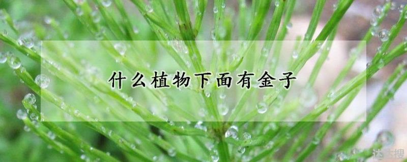 什么植物下面有金子