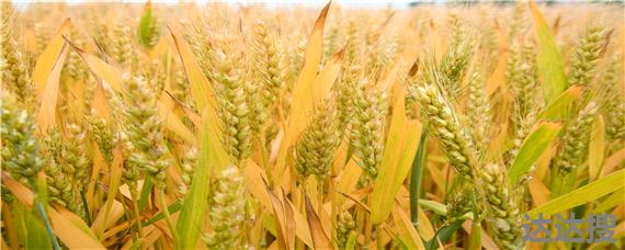 乐土808小麦新品种介绍 乐土808的小麦产量