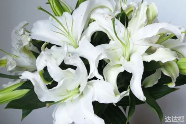 香水百合有什么花语和寓意 香水百合的花语和寓意 象征了什么 达达搜