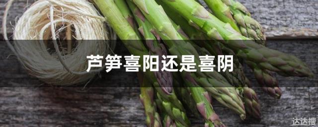 芦笋喜阳还是喜阴