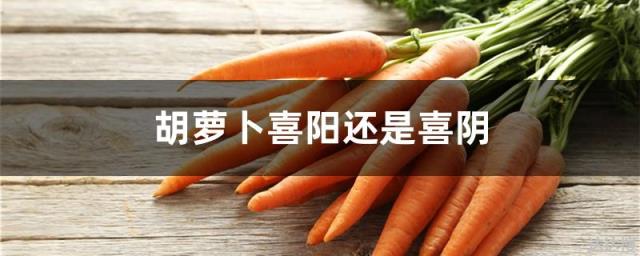 胡萝卜喜阳还是喜阴