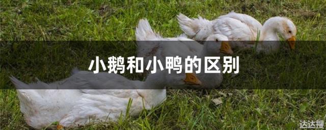 小鹅和小鸭的区别 小鹅和小鸭的区别