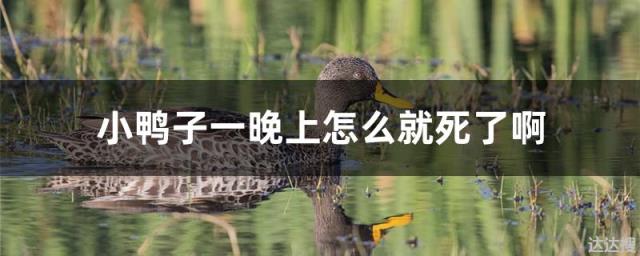 小鸭子一晚上怎么就死了啊