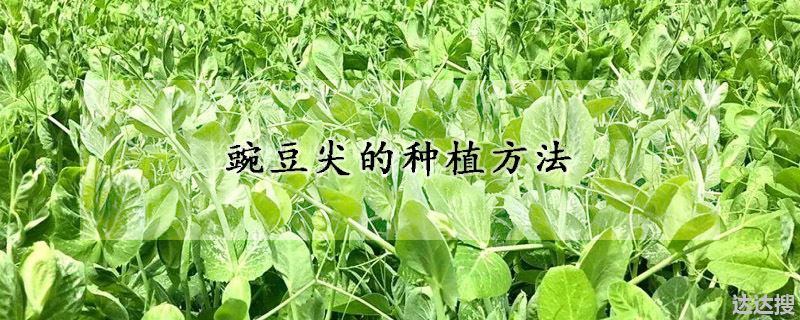 豌豆尖的种植方法