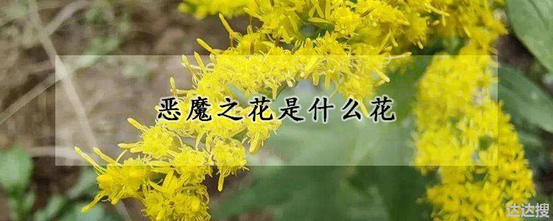 恶魔之花是什么花