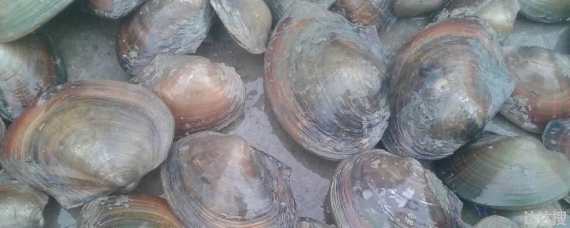 河蚌
