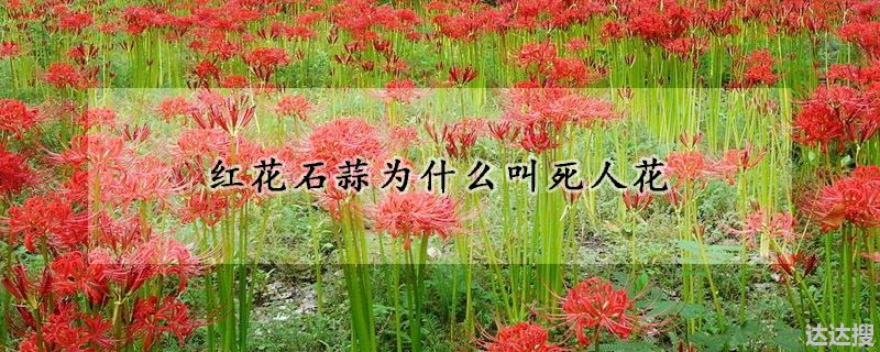 红花石蒜为什么叫死人花