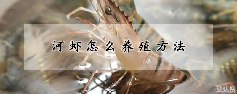 河虾怎么养殖方法