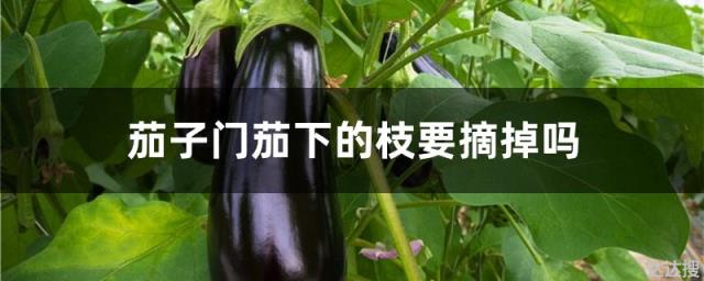 茄子门茄下的枝要摘掉吗