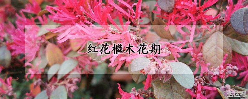 红花檵木花期