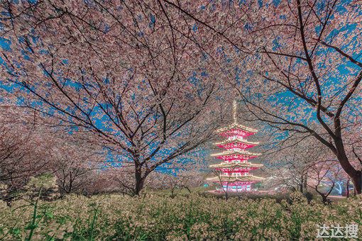 2022年武汉东湖樱花开了吗