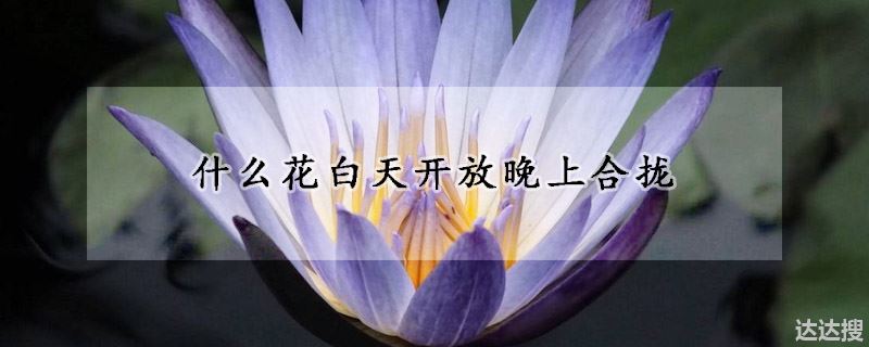 什么花白天开放晚上合拢