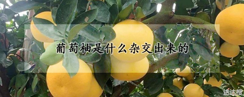 葡萄柚是什么杂交出来的