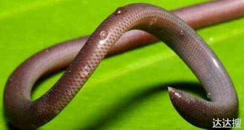 世界上十大罕见的蛇