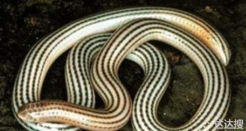 世界上十大罕见的蛇