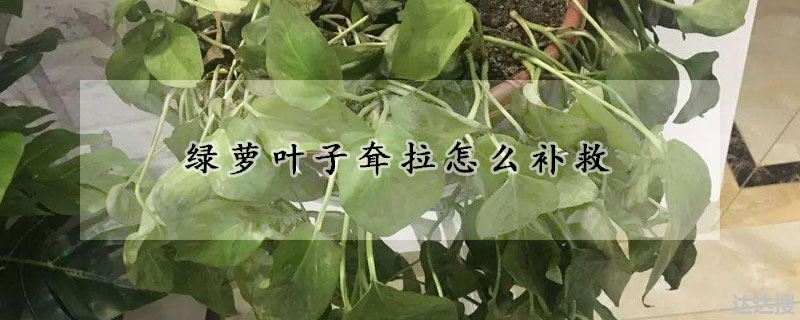 绿萝叶子耷拉怎么补救