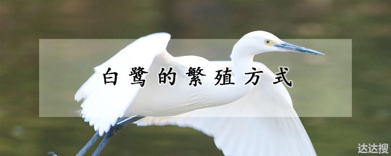 白鹭的繁殖方式