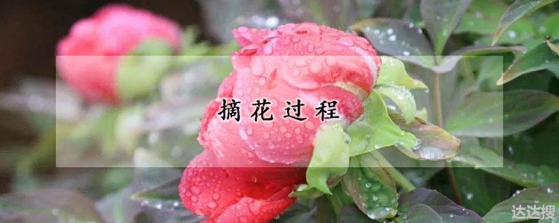 摘花过程