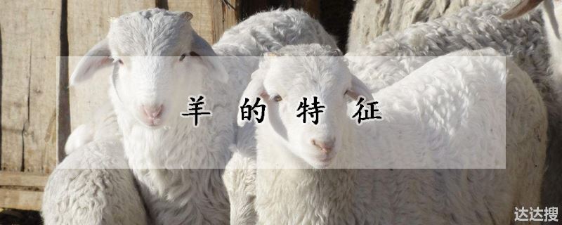 羊的特征