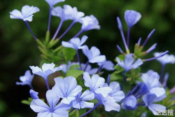 最冷血无情的花 代表冷漠无情的花