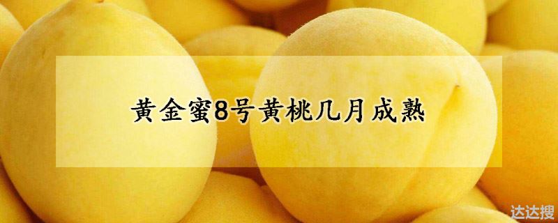 黄金蜜8号黄桃几月成熟