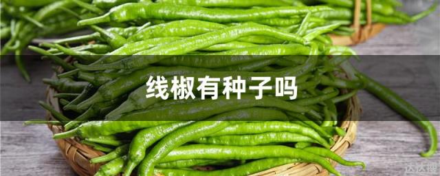 线椒有种子吗