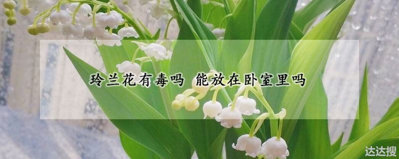 铃兰花有没有毒（玲兰花有毒吗能放在卧室里吗）