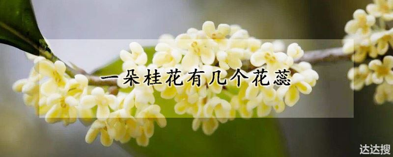 一朵桂花有几个花蕊