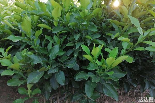 沙田柚一亩地种多少棵，附种植方法