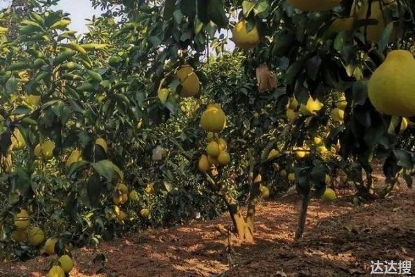 沙田柚一亩地种多少棵，附种植方法