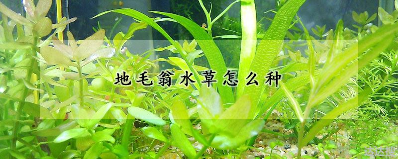 地毛翁水草怎么种