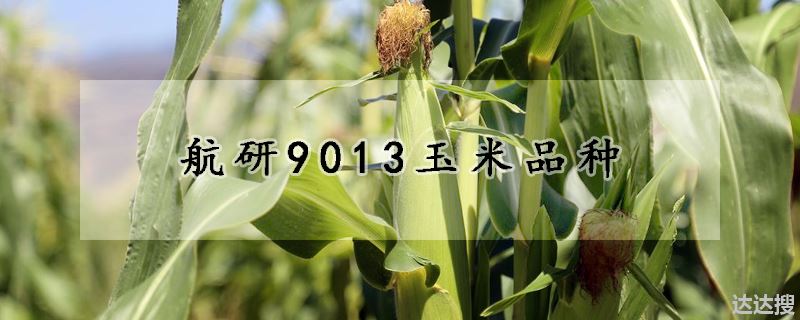 航研9013玉米品种
