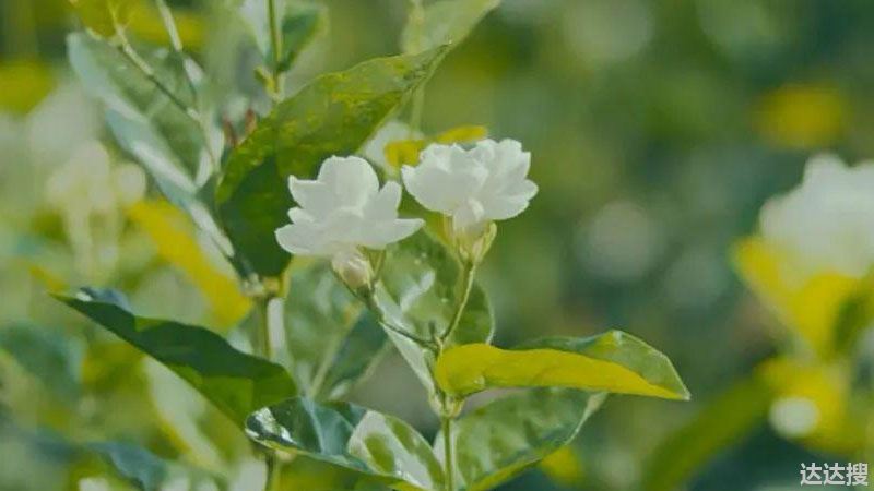 青山盆适合种什么植物