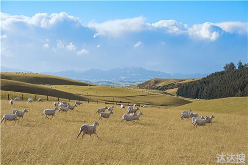 养殖东山羊有哪些优势，东北适合养殖什么山羊