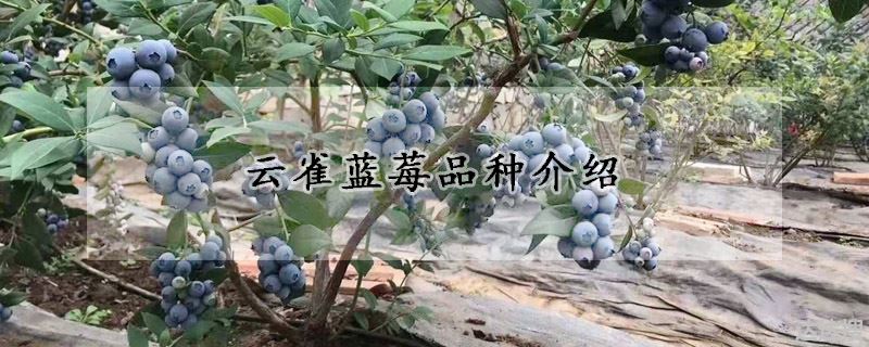 云雀蓝莓品种特点（云雀蓝莓品种介绍）
