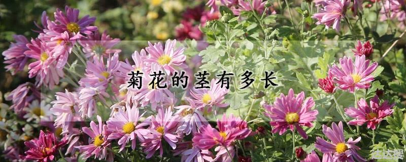 菊花的茎有多长