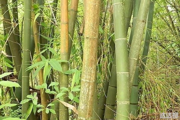 竹子属于什么科目